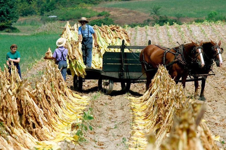 Amish People in Pennsylvania